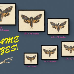 May include: A framed print of a vintage illustration of a Death's-head Hawkmoth, a type of moth with a skull-like pattern on its thorax. The print is available in various sizes, ranging from 10 x 8 inches to 23.4 x 16.5 inches.