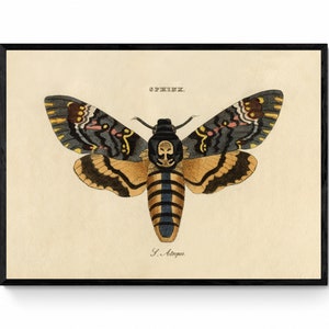 Death&#39;s Head Hawkmoth Print - Antique Art Reproduction - Wall Decor - Entomology - Moth - Lepidoptera - Available Framed