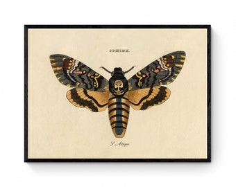 Death's Head Hawkmoth Print - Antique Art Reproduction - Wall Decor - Entomology - Moth - Lepidoptera - Available Framed