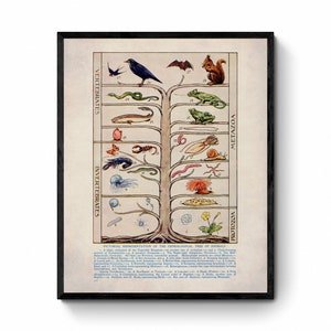 May include: A vintage illustration of the genealogical tree of animals. The tree shows the evolutionary relationships between different animal groups, including vertebrates and invertebrates. The illustration is in a classic style with detailed drawings of various animals, including a squirrel, a frog, a fish, a jellyfish, and a worm.