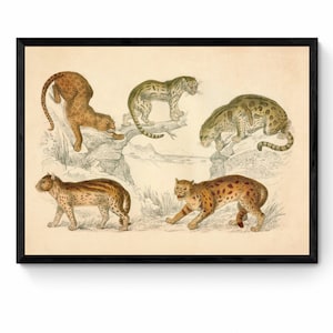 May include: An illustration of five different types of wild cats. The cats are depicted in a variety of poses, including standing, sitting, and lying down. The illustration is done in a vintage style, with detailed line work and muted colours.