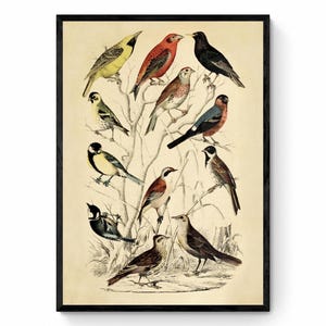 Bird Art - von 1850 - Antike Reproduktion - Mit Rahmen erhältlich