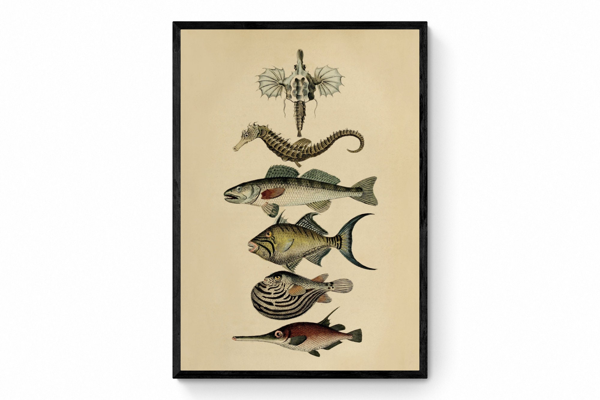 Fish Print Dated 1850 - Antique Reproduction - Available Framed - Etsy