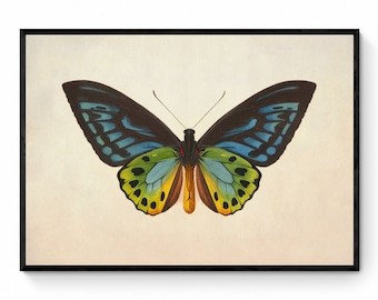 Ornithoptera Urvilliana Druck - Antike Reproduktion - Insektenkunst - Schmetterling - Entomologie - Grüner Vogelflügel - Verfügbar mit Rahmen