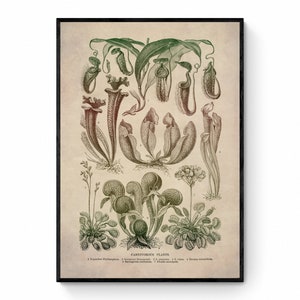 Carnivorous Plants Print - Antique Art Reproduction - Botanical Art - Botany - Vintage Wall Art - Retro Wall Decor - Available Framed