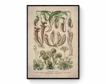 Carnivorous Plants Print - Antique Art Reproduction - Botanical Art - Botany - Vintage Wall Art - Retro Wall Decor - Available Framed