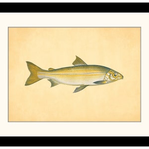 Antique Artwork #B150 White Shark Angel Fish CHONDROPTERYGII