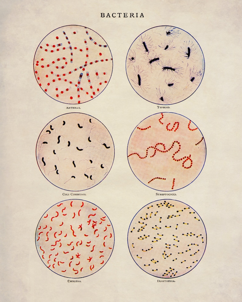 Bacteria - Antique Reproduction - Scientist Gift - Microbiology ...