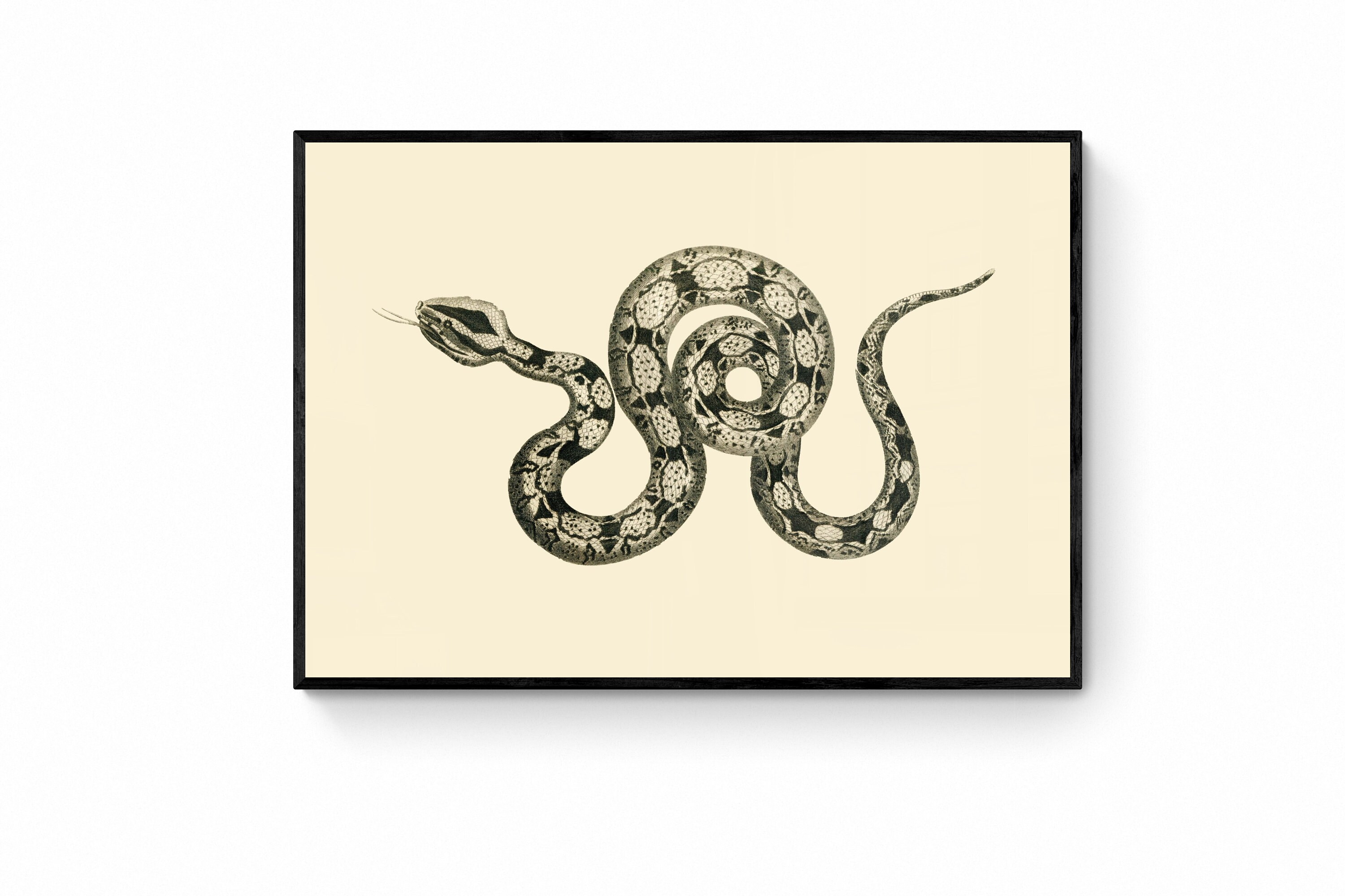 Boa constrictor - Etsy 日本