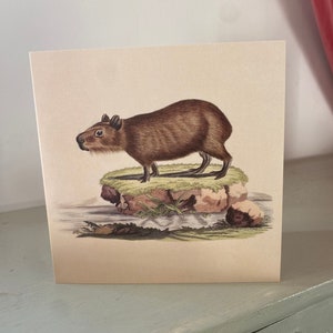 Capybara Grußkarte - 125 x 125mm Quadratische Karte - Antike Reproduktion - KOSTENLOSER VERSAND