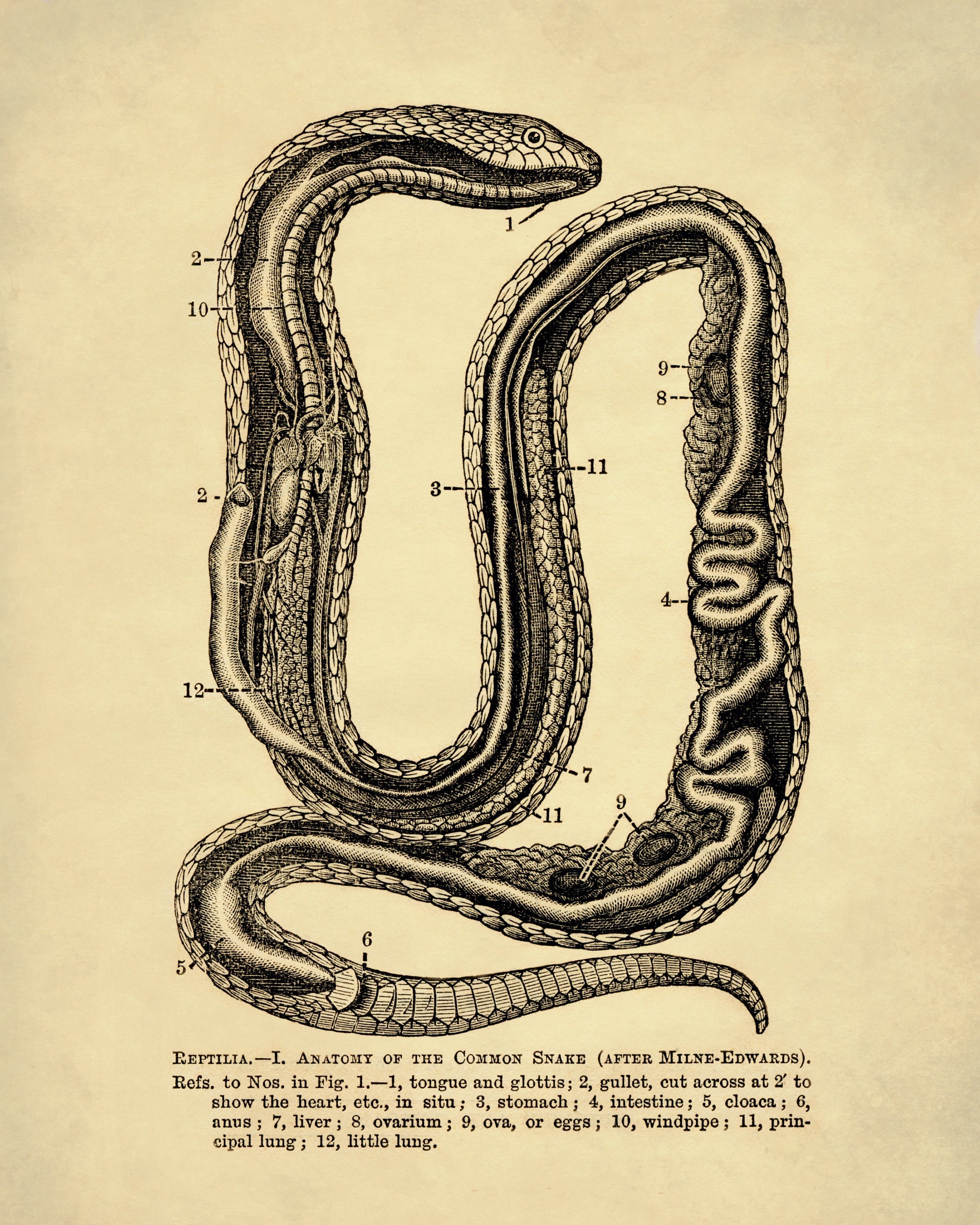 Snake Anatomy