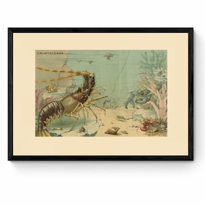 Crustaceans Print - Antique Reproduction - Underwater Wall Art - Ocean Wildlife Wall Decor - Natural History - Available Framed