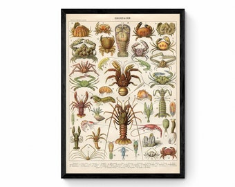 Crustaceans Print - Antique Reproduction - Ocean Wildlife - Nautical Wall Decor - Available Framed