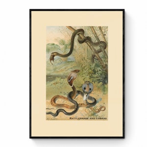 May include: Vintage illustration depicting a rattlesnake and two cobras in a jungle environment. The rattlesnake is wrapped around a branch, while the cobras are in a defensive position with their hoods extended. The illustration is rendered in muted tones of greens, browns, and yellows.