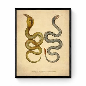Eastern Diamondbank Rattlesnake and Naia Lutescens Cobra - dated 1853 - Antique Reproduction - Available Framed