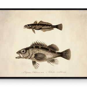 Eleginus Chilensis y Sebastes Oculata Print - Reproducción Antigua - Fauna Marina - Arte Mural de Peces - Ocean Wall Decor - Disponible Enmarcado