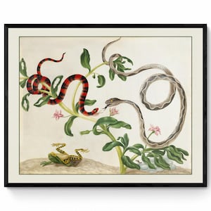 Fighting Snakes and Frog Print - False Coral Snake and Banded Cat-eyed Snake - dated c. 1701 - Antique Reproduction - Available Framed