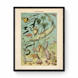 Cartel de Oceanografía - Reproducción Antigua - Larousse - Tiburón - Cangrejo - Estrellas de Mar - Erizo - Peces - Fauna Oceánica - Disponible Enmarcado