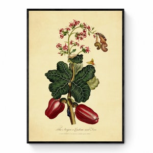 The Acajou or Cashew Nut Tree Print - Antique Reproduction - Botanical Decor - Vintage Art - Retro Kitchen Wall Decor - Available Framed