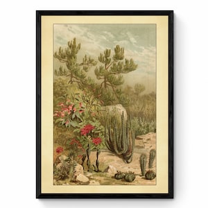 Euphorbia Pflanzen Druck - Antike Reproduktion - Botanische Kunst - Sukkulente - Kaktus - Vintage Wandkunst - Retro Wanddeko - Verfügbar mit Rahmen