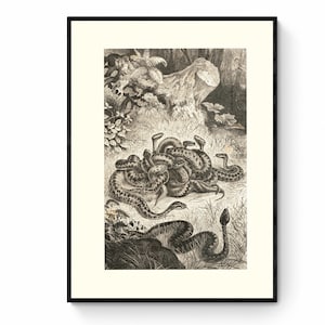 May include: A vintage black and white illustration of a group of snakes coiled together in a woodland setting. The snakes are depicted in a realistic style, with detailed scales and markings.