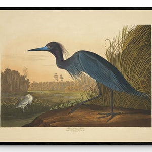 Blue Crane or Heron Print - Antique Art Reproduction - Country Decor - Ornithology - Bird Art - Available Framed
