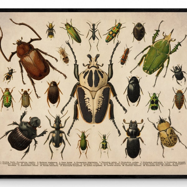 Beetles - Antique Reproduction - Entomology - Coleoptera - Insect Art - Natural History - Available Framed