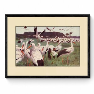 White Storks Print - Antique Reproduction - Bird Art - Ornithology - Wildlife Wall Decor - Natural History - Available Framed