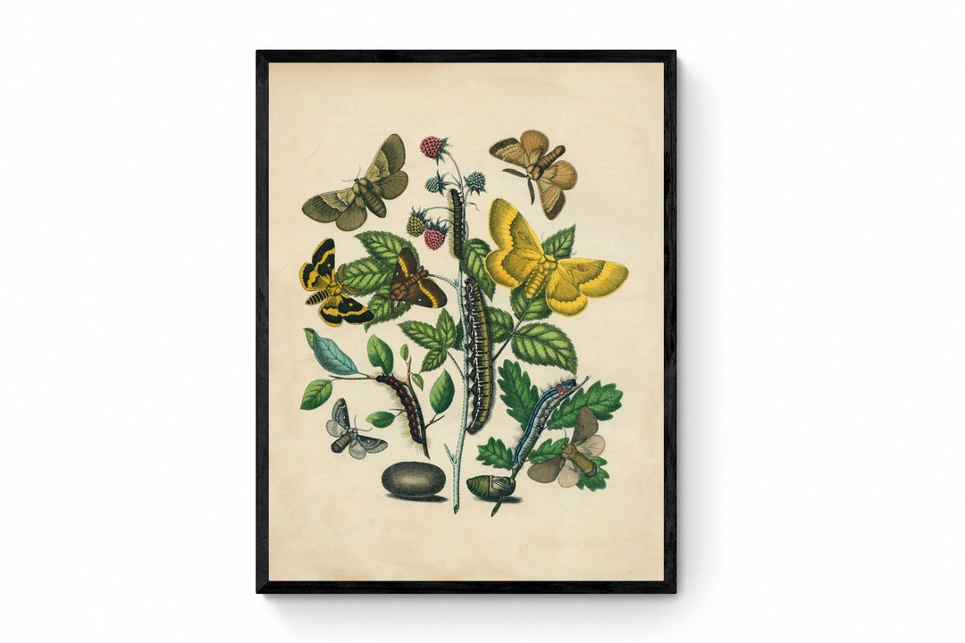 Butterfly Botanical Print - Antique Art Reproduction - Lepidoptera ...