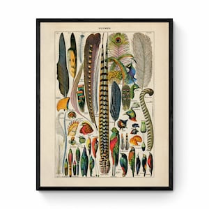Feather Poster - Antique Reproduction - Larousse - Ornithology - Natural History - Available Framed