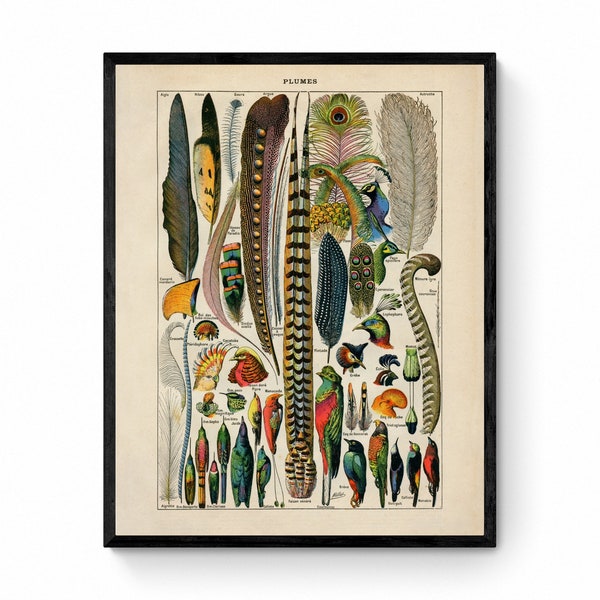 Feather Poster - Antique Reproduction - Larousse - Ornithology - Natural History - Available Framed