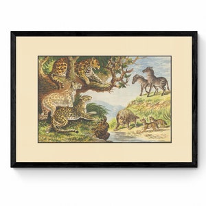 May include: A vintage illustration of a jungle scene with leopards, zebras, and a warthog. The leopards are perched on a tree branch, while the zebras and warthog are on the ground. The illustration is done in a watercolor style and has a warm, earthy color palette.
