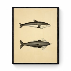 Hourglass Dolphin (Delphinus Cruciger Quoy et Gaim) Print - Antique Reproduction - Available Framed