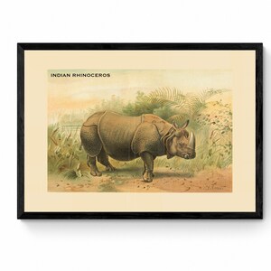 Indian Rhinoceros Print - Antique Reproduction - Wall Art - Wildlife Wall Decor - Natural History - Available Framed