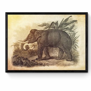 Asiatic Elephant Print - Antique Reproduction - Wall Art - Wildlife Wall Decor - Natural History - Available Framed