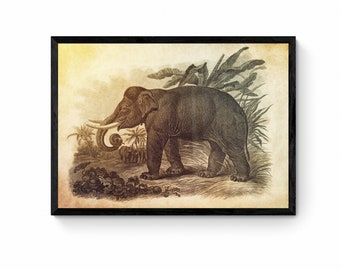 Asiatic Elephant Print - Antique Reproduction - Wall Art - Wildlife Wall Decor - Natural History - Available Framed