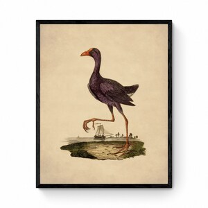 Purple Heron Print - Antique Art Reproduction - Bird - Ornithology - Vintage Wall Art - Available Framed