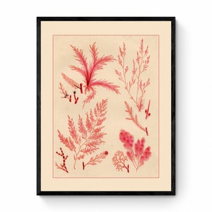Seaweed Print - Antique Reproduction - dated 1857 - Botanical Art - Ocean Decor - Marine Algae - Available Framed
