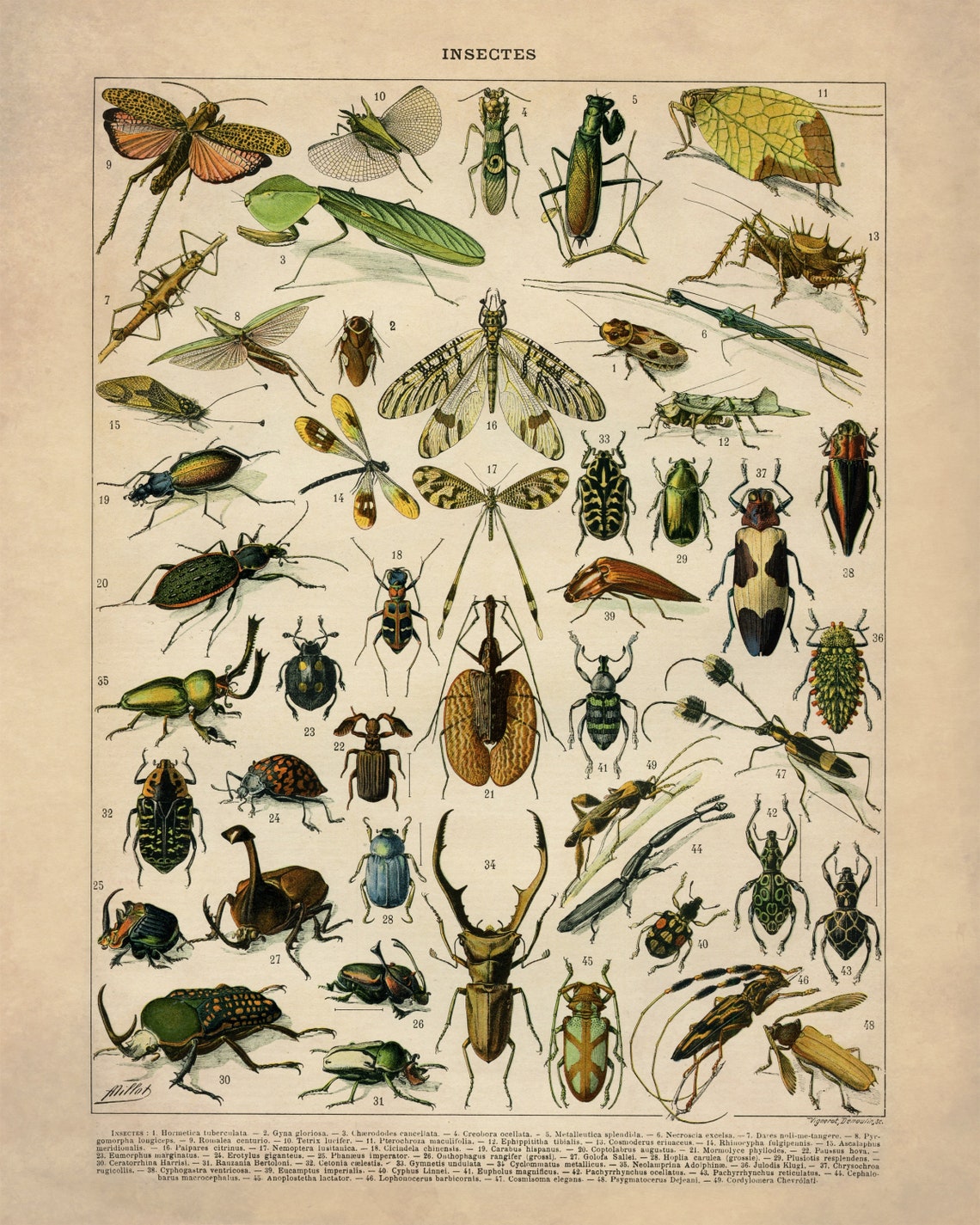 Insect Poster - Antique Reproduction - Larousse - Entomology ...