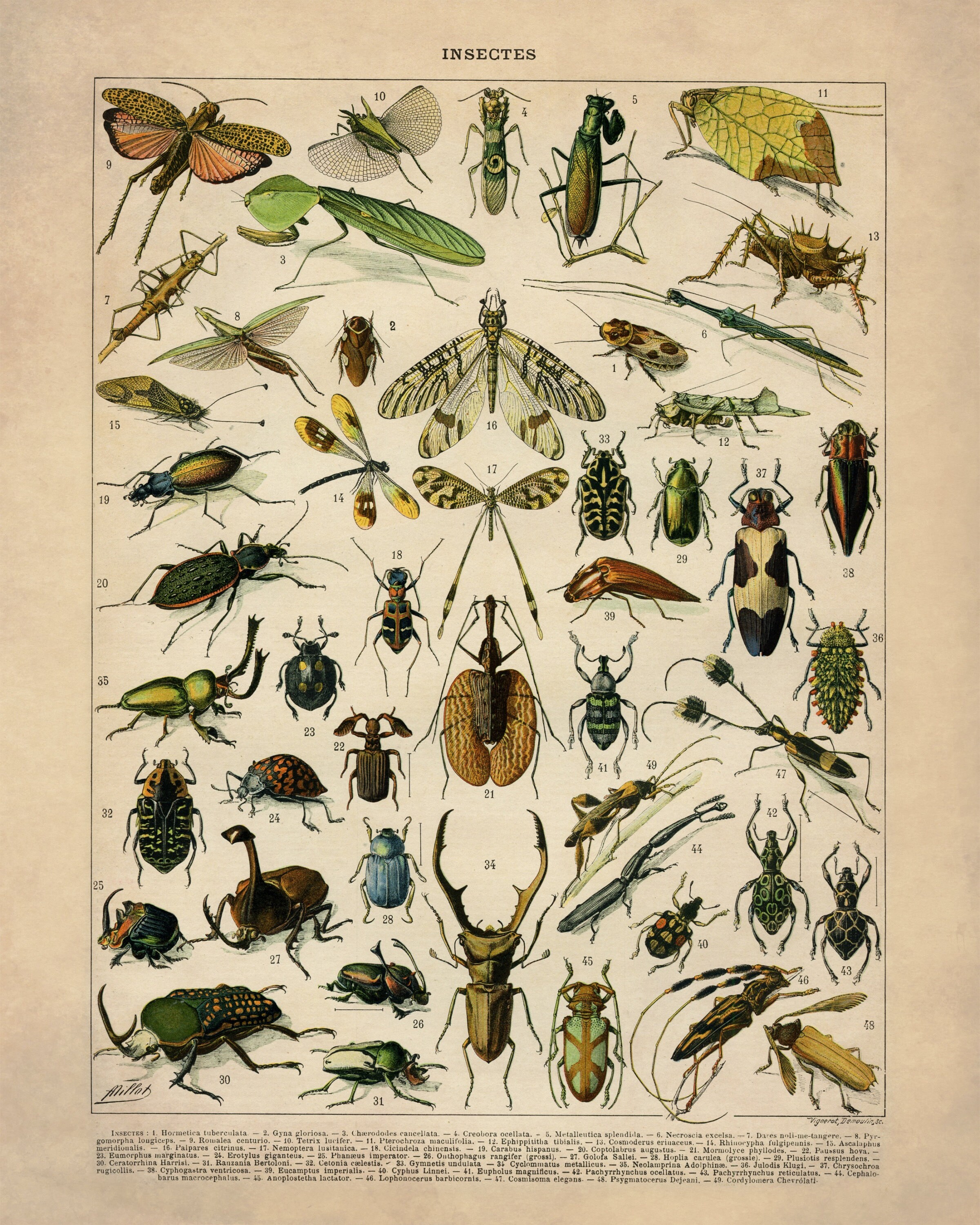 Insect Poster - Antique Reproduction - Larousse - Entomology ...