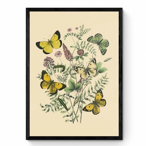 Entomology Print - Antique Reproduction - Lepidoptera - Caterpillar - Moth - Insect Illustration - Vintage Wall Art - Available Framed