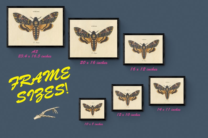 May include: Framed prints of a Death's-head Hawkmoth illustration in various sizes, including A2 (23.4 x 16.5 inches), 20 x 16 inches, 16 x 12 inches, 14 x 11 inches, 12 x 10 inches, and 10 x 8 inches. The prints feature a moth with a skull-like marking.