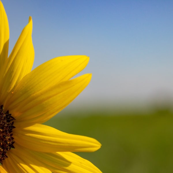 Photo Print, Home Decor, Wall Art, Sandhills Sunflower, Symbol of Ukraine, Canvas Print, Landscape Photography, 8x10, 11x14, 16x20