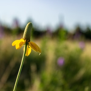 The beautiful yellow flower petals of the Dropseed Coneflower stand out against the colorful background of the Sandhills of Nebraska.