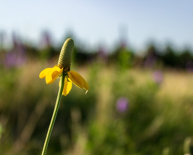 The beautiful yellow flower petals of the Dropseed Coneflower stand out against the colorful background of the Sandhills of Nebraska.