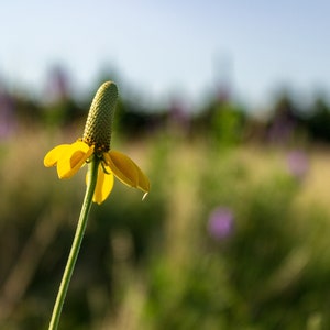 The beautiful yellow flower petals of the Dropseed Coneflower stand out against the colorful background of the Sandhills of Nebraska.