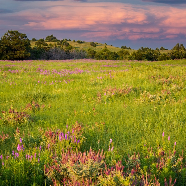 Photo Print, Home Decor, Wall Art, Purple Wooly Verbena, Nebraska, Sandhills, Rural, Canvas Print, Landscape Photography, 8x10, 11x14, 16x20