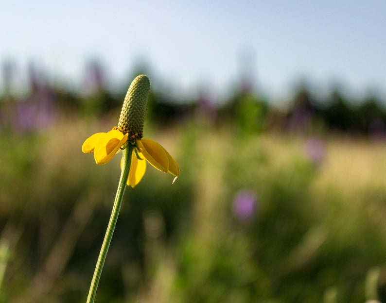 The beautiful yellow flower petals of the Dropseed Coneflower stand out against the colorful background of the Sandhills of Nebraska.