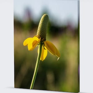 The beautiful yellow flower petals of the Dropseed Coneflower stand out against the colorful background of the Sandhills of Nebraska.