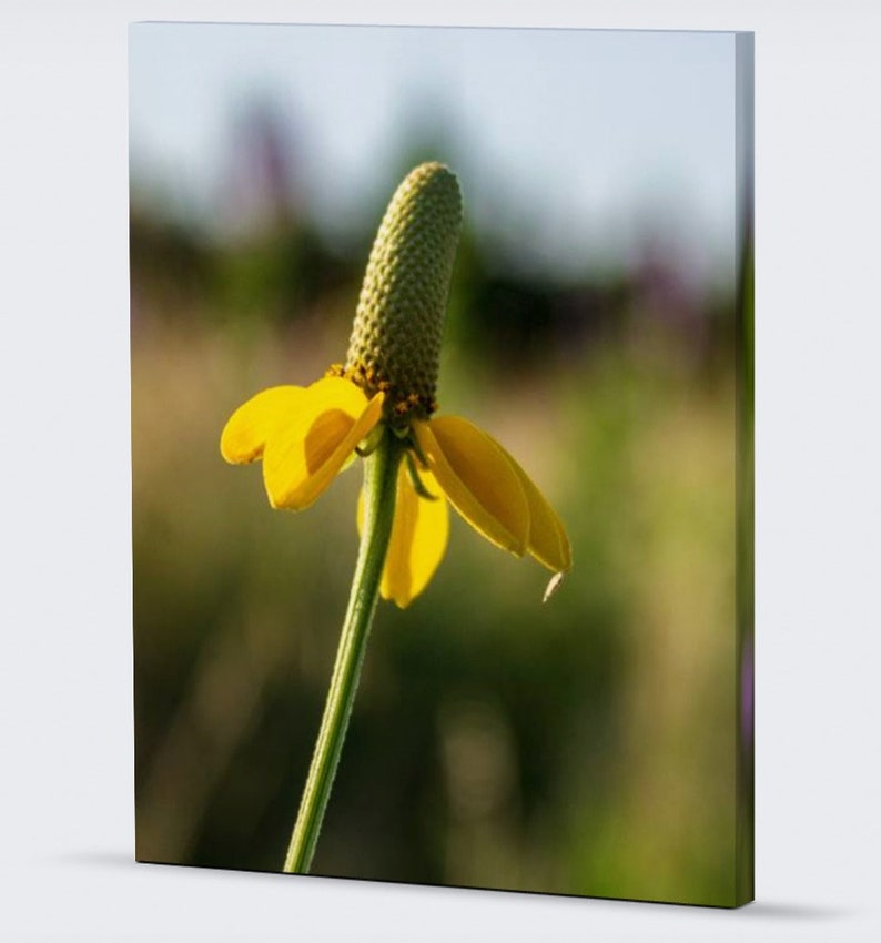 The beautiful yellow flower petals of the Dropseed Coneflower stand out against the colorful background of the Sandhills of Nebraska.